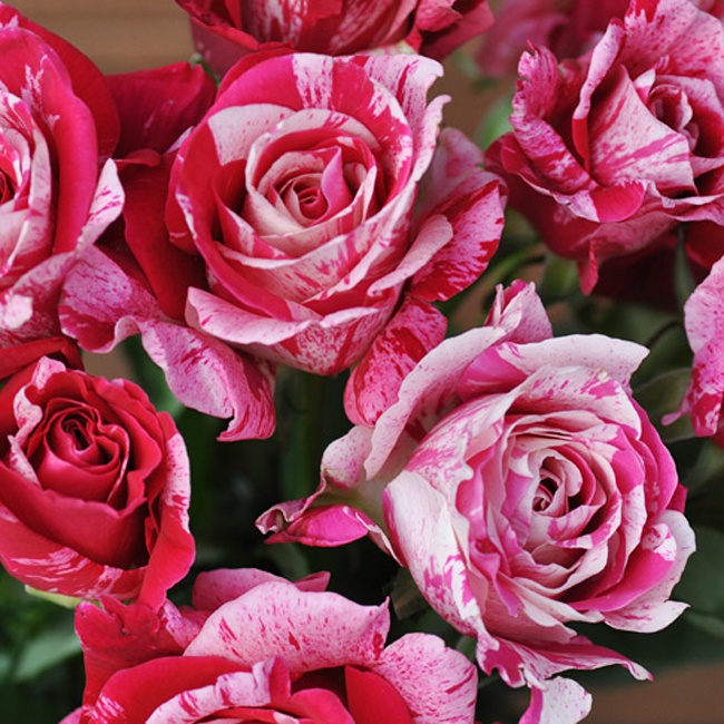 バラ クレイジートゥー 2