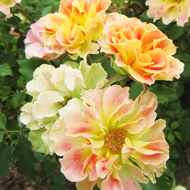 バラ ピュルカプリス 2