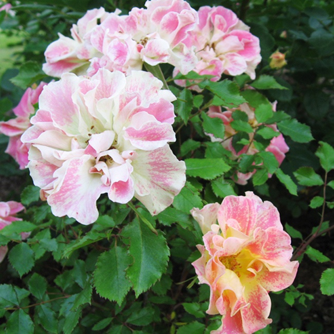 バラ ピュルカプリス 