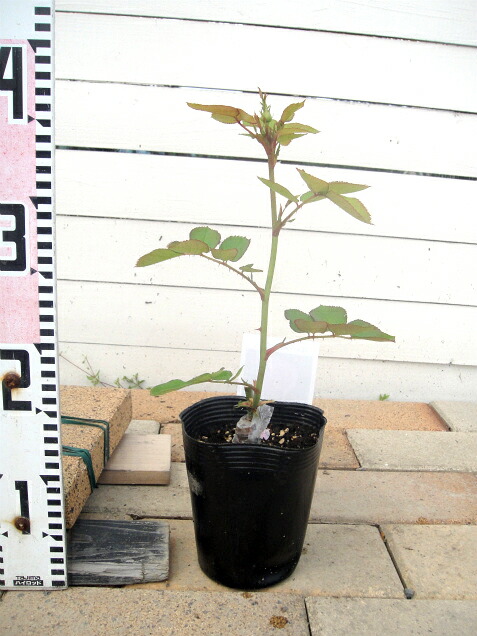 バラ スブニールドゥドクタージャーメイン オールドローズ 苗 販売 苗木部