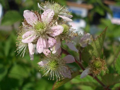 ボイセンベリーの花