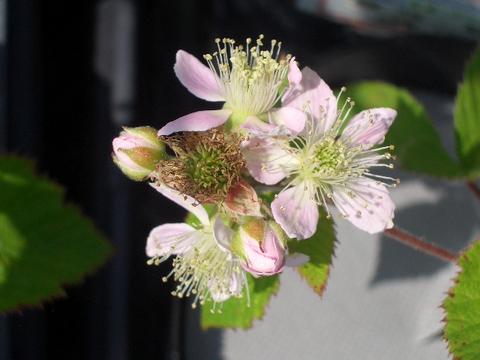 ブラックベリーの花