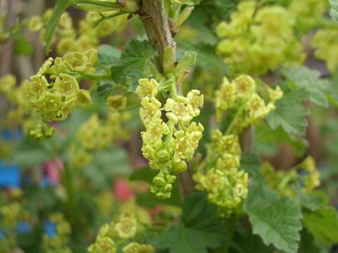 フサスグリの花