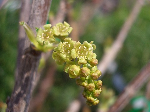 フサスグリの花