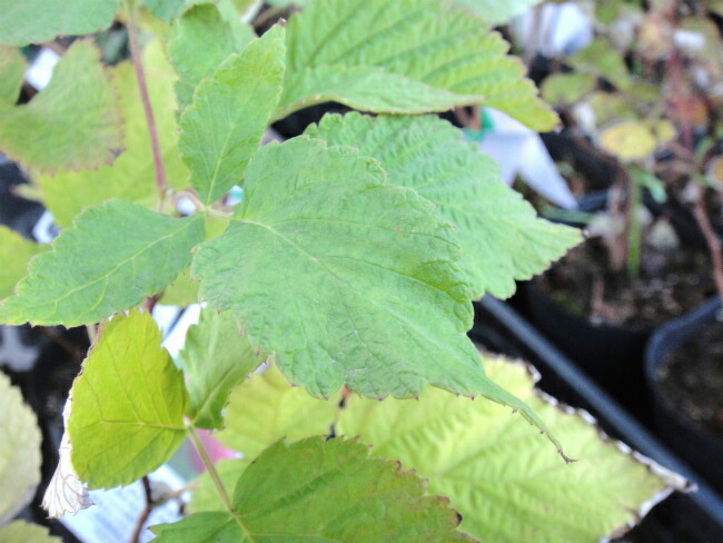 ラズベリー グレンモイ 2