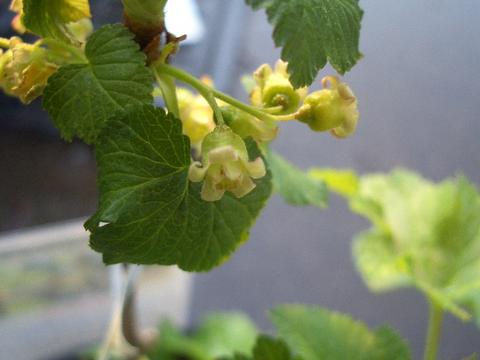 ブラックカラントの花