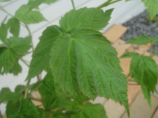 ラズベリー サンタナ 1