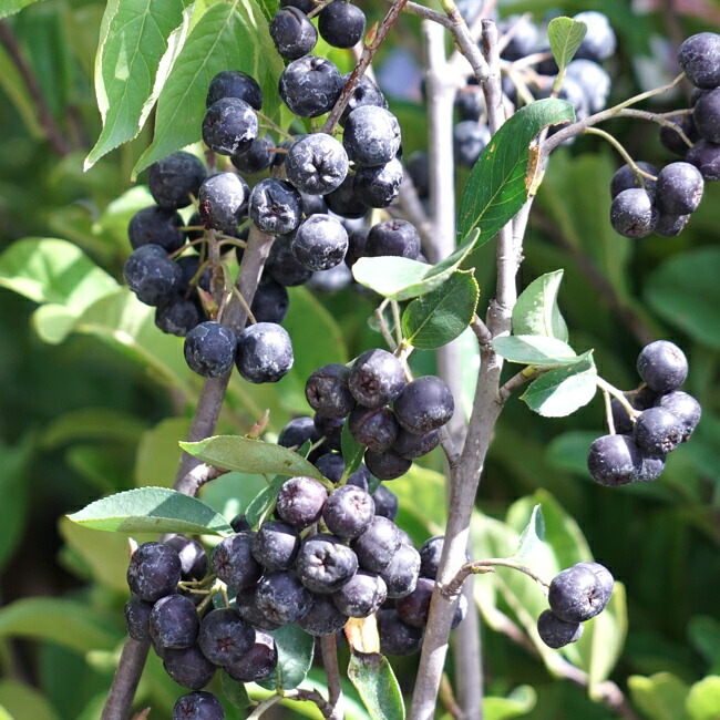 アロニア メラノカルパ 2