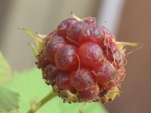 ブラックベリー ボイセンベリー 