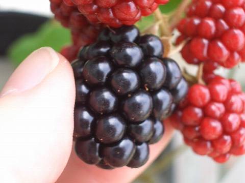 ブラックベリー ジャンボブラックベリー 