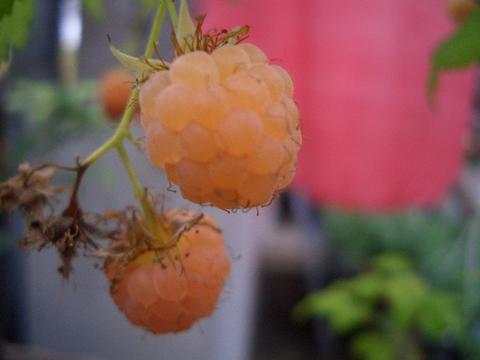 ラズベリー ファールゴールド 4