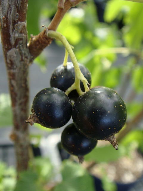 カーラント ブラックカーラント 