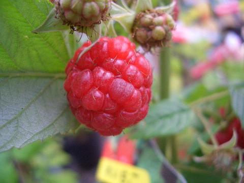 ラズベリー インディアンサマー 