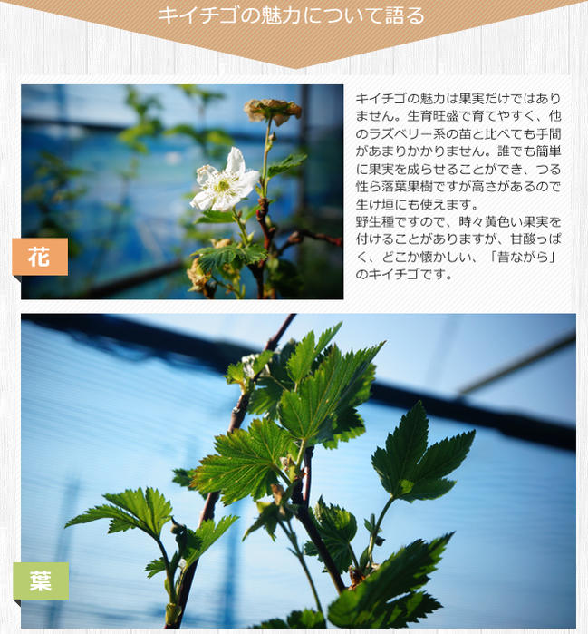 ラズベリー キイチゴ 在来種 1