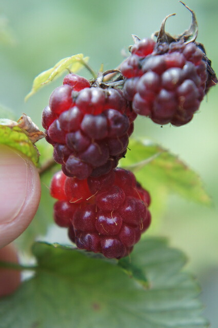 ラズベリー マリージェーン 1