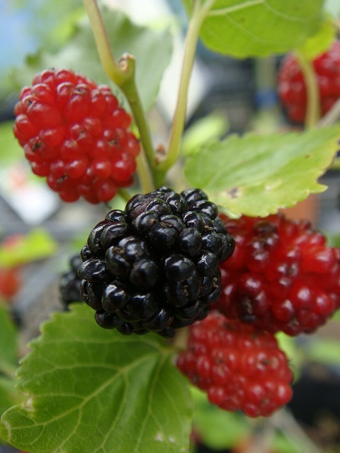 桑（マルベリー） マルベリー 苗 おすすめ 苗木部 By 花ひろばオンライン