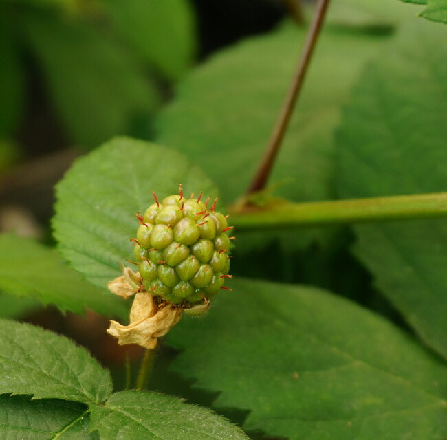 ブラックベリー の幼果