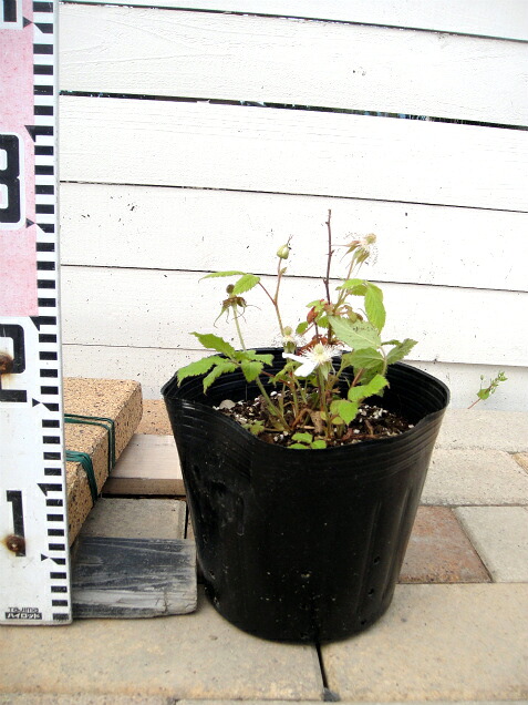 ブラックベリー トゲなし サテンブラック 苗 販売 苗木部 By 花ひろば