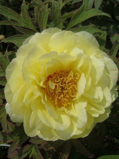 牡丹 ハイヌーン 