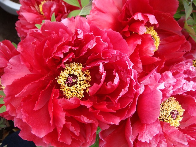 牡丹 芳紀 苗 販売 苗木部 By 花ひろばオンライン