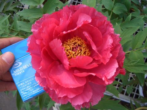 牡丹 新日月錦 苗 販売 苗木部 By 花ひろばオンライン