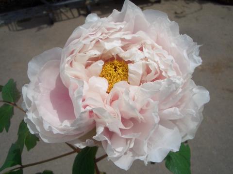 牡丹 八重桜 苗 販売 苗木部 By 花ひろばオンライン