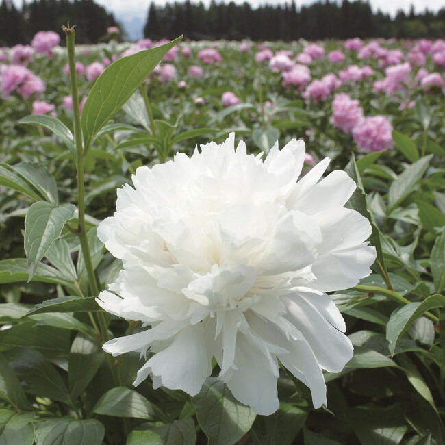 芍薬 西洋シャクヤク フェスティバマキシマ 苗 通販 苗木部 By 花