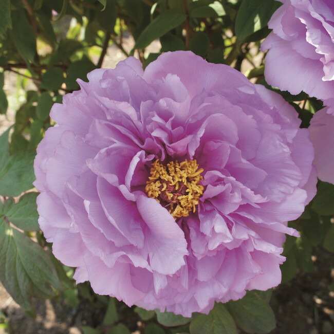 牡丹 鎌田藤 苗 販売 苗木部 By 花ひろばオンライン