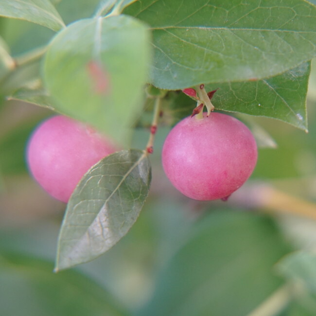 ピンクレモネード