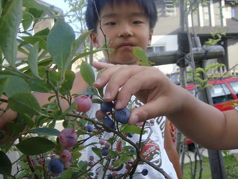 ブルーベリーの摘み取り。