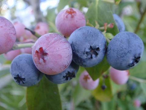 ブルーベリーの実