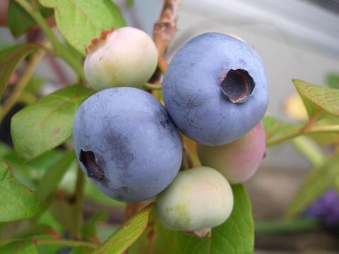 エチョータの実
