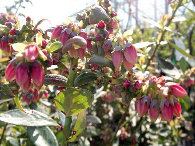 ブルーベリー サンシャインブルー 2