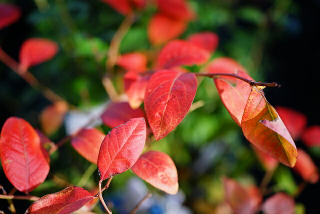 ブルーベリーの紅葉