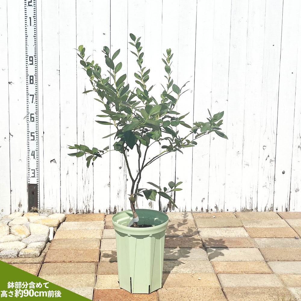 ブルーベリー サザンハイブッシュ系 ミスティー 苗 通販 苗木部 By 花