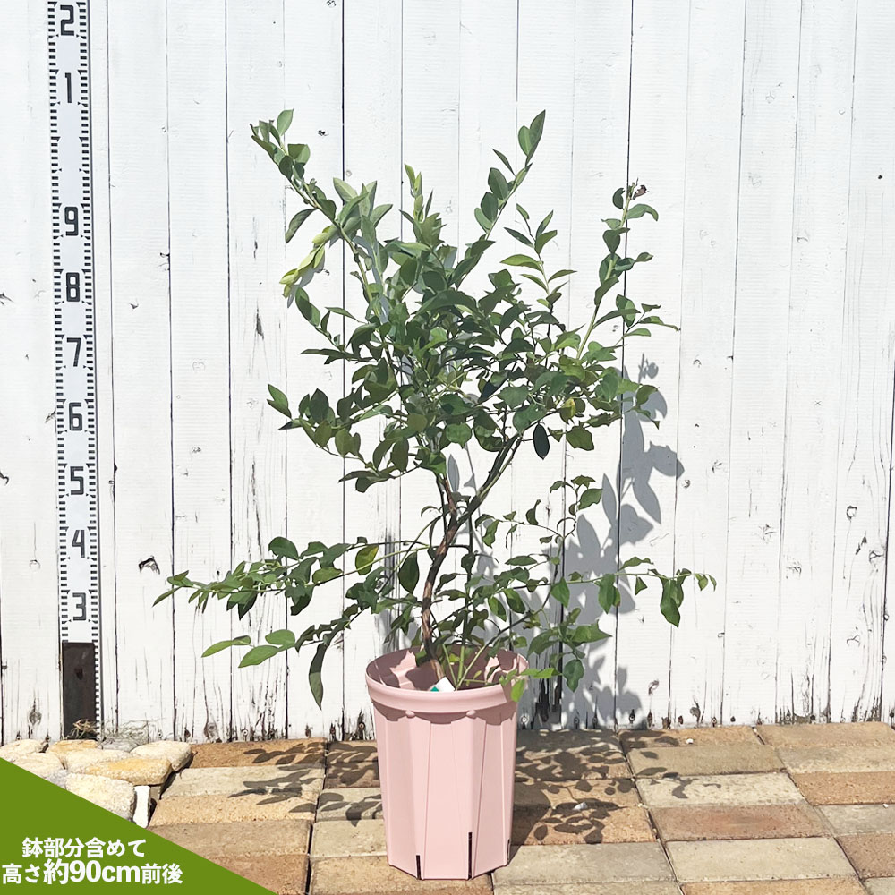 ブルーベリー サザンハイブッシュ系 レノア 苗 通販 苗木部 By 花