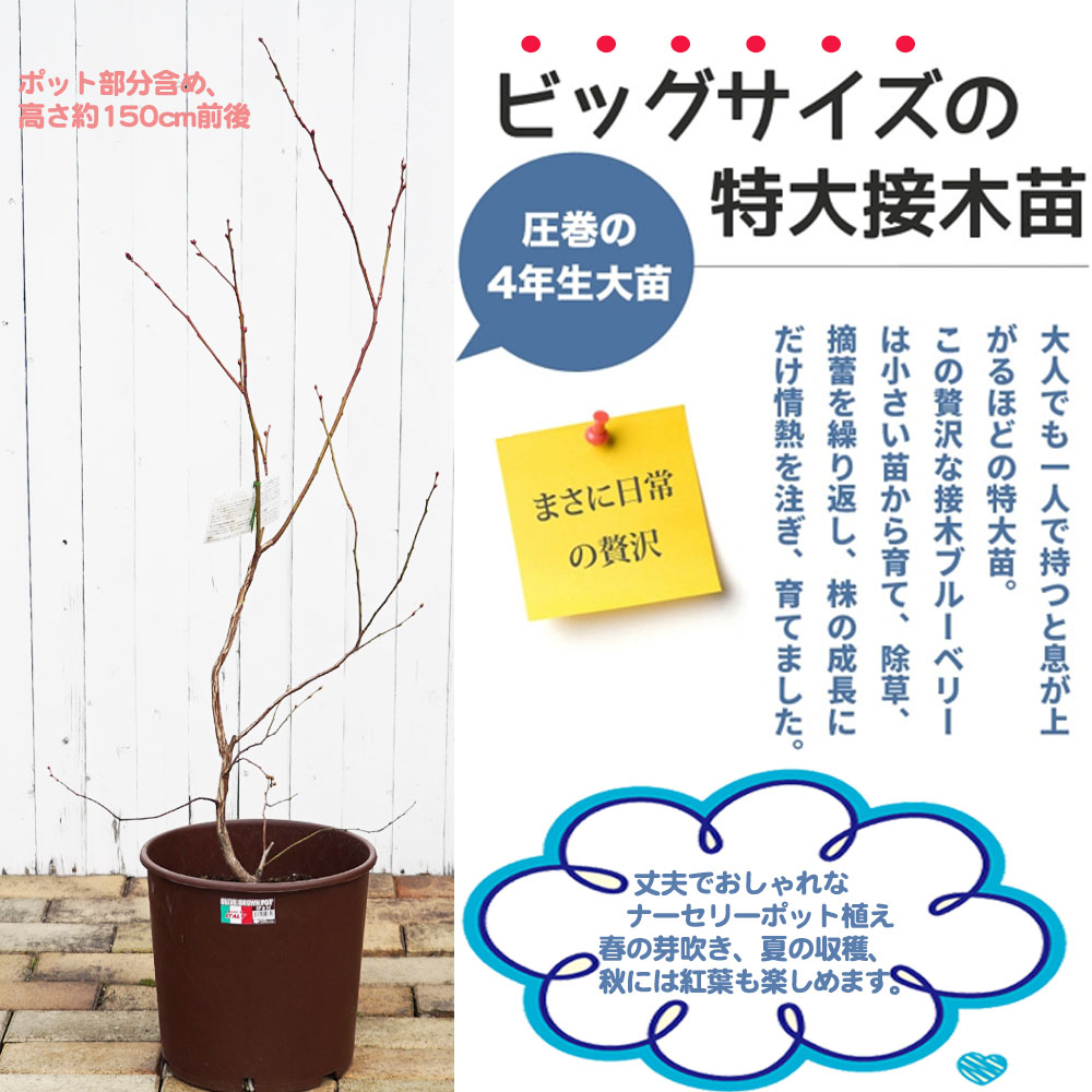 ブルーベリー ミーダー 1