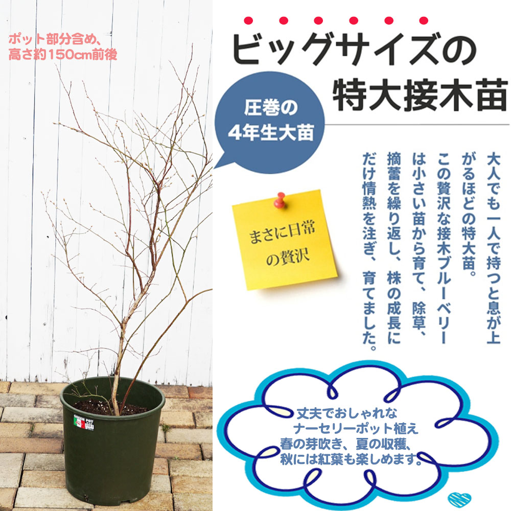 ブルーベリー4年生大苗