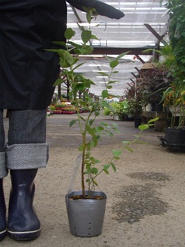 おおつぶ星 ノーザンハイブッシュ系 ブルーベリー 苗 通販 苗木部