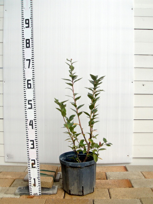 ブルーベリー サザンハイブッシュ系 オニール 苗 通販 苗木部 By 花