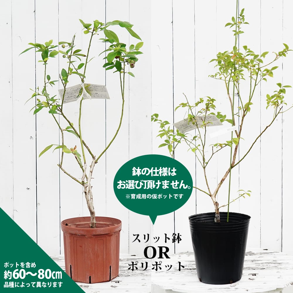 ブルーベリー ノーザンハイブッシュ系 レガシー 苗 おすすめ 苗木部