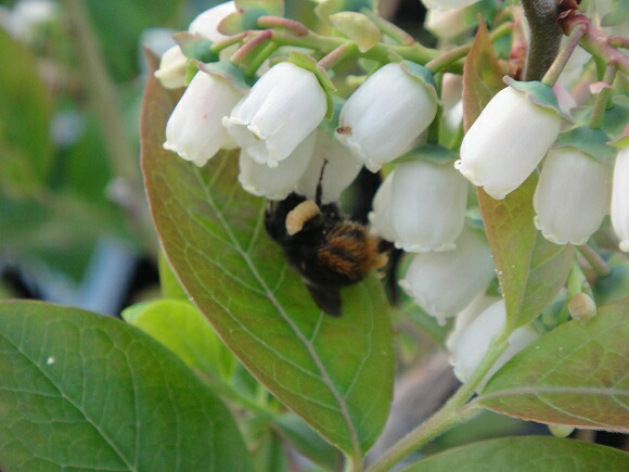 ブルーベリー 簡単スタートセット 2