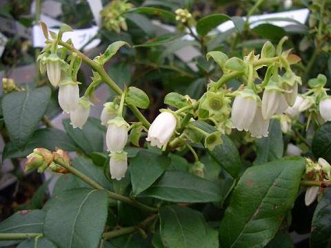 ブルーベリーの花