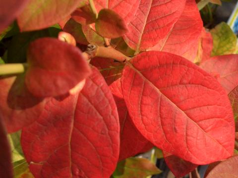ブルーベリーの紅葉