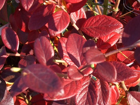 ブルーベリー　紅葉