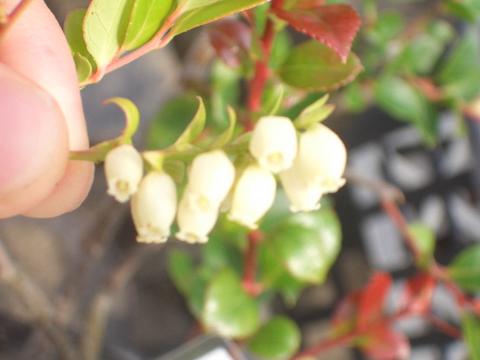 シャシャンボの花