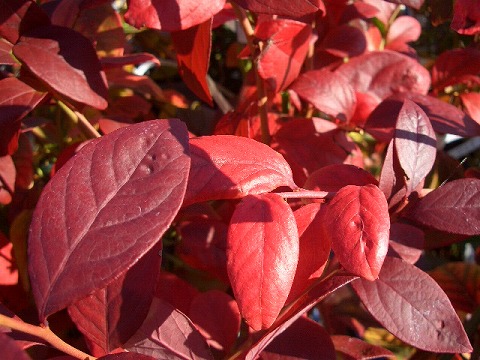 ブルーベリーの紅葉