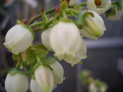 ブルーベリーの花