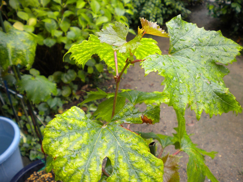 ぶどうの葉脈が浮き出る症状