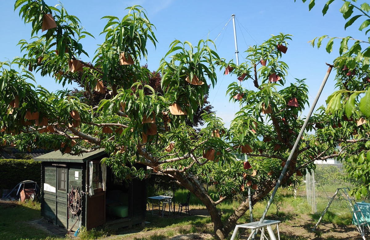 モモ 白鳳 苗 販売 苗木部 By 花ひろばオンライン